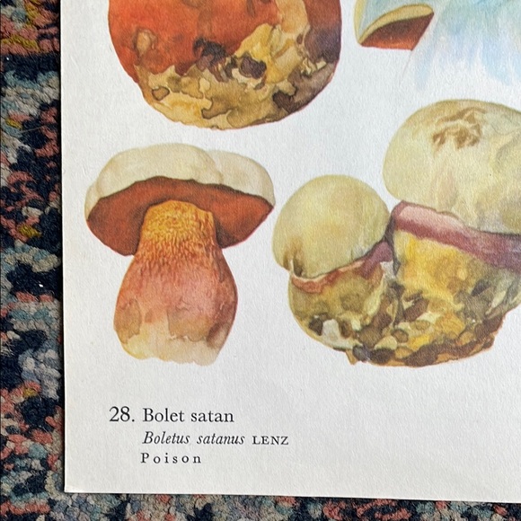 Vintage Mushroom Illustration Print - Picture 7 of 8